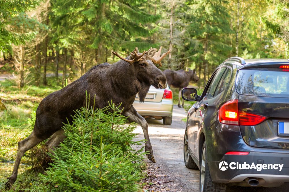 Does Car Insurance Cover Hitting a Deer? What You Need to Know