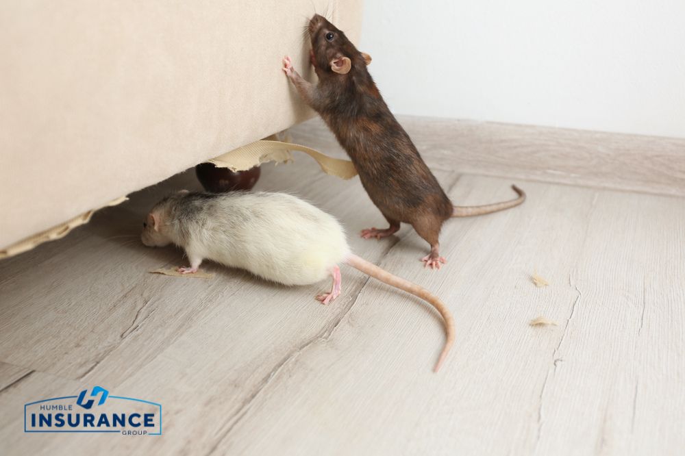 Exploring the Effects of Rodent Damage on Home Insurance