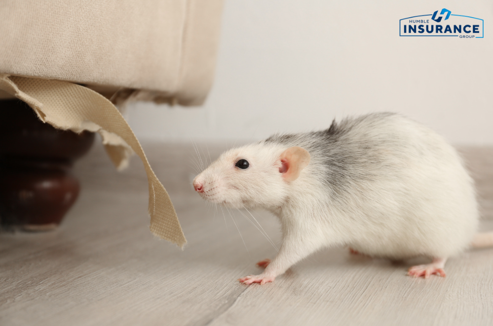 Understanding How Rodent Damage Affects Home Insurance Coverage