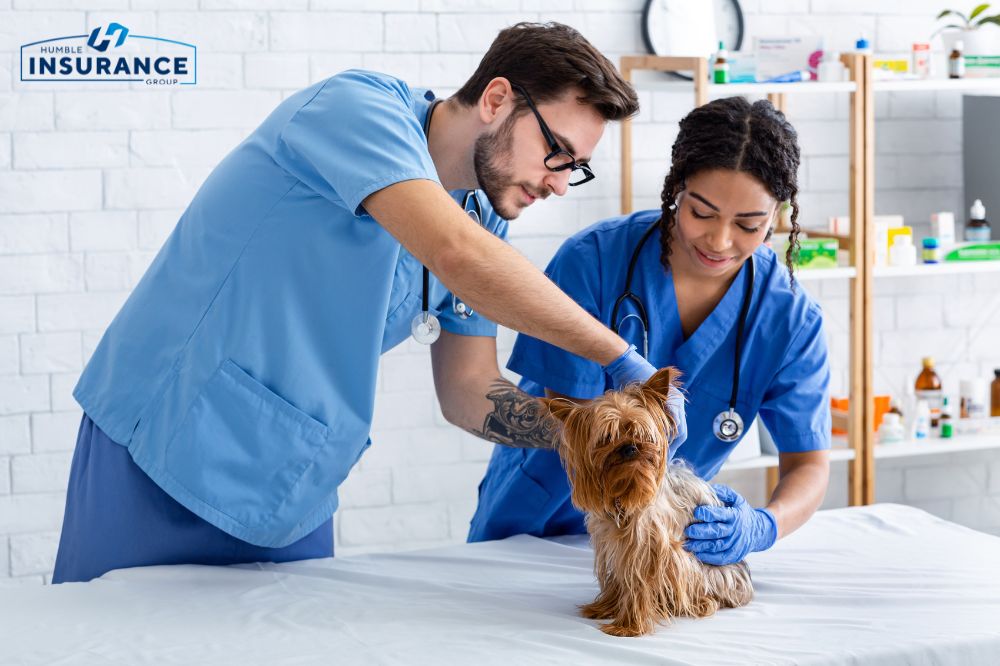 What Does Veterinarian Clinic Insurance Cover in Washington?