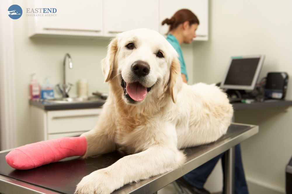 Does Pet Insurance Cover Spaying and Neutering?