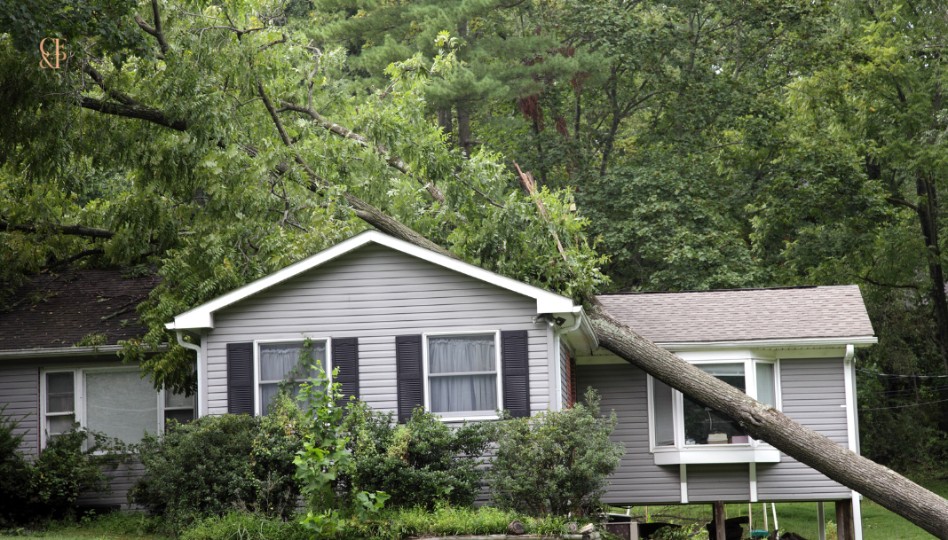 Tree removal in Home Insurance