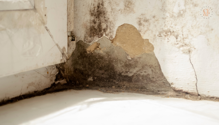 does homeowners insurance cover mold