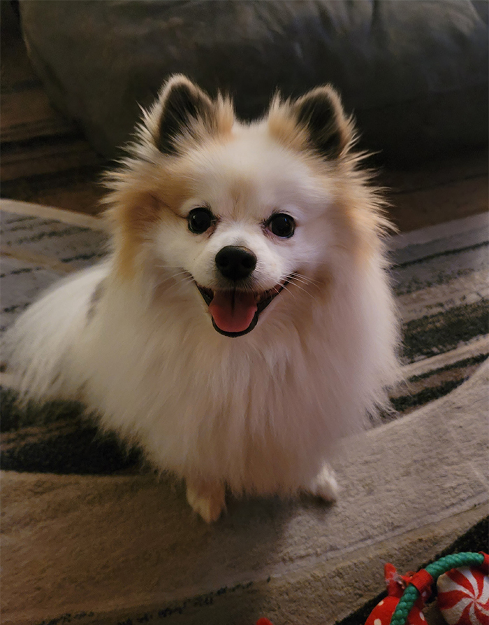 Pomeranian Capone