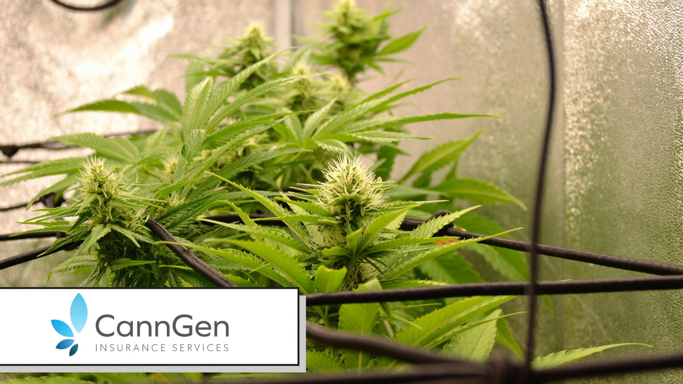 Cannabis Transport and Delivery Insurance: What a Distribution License Needs