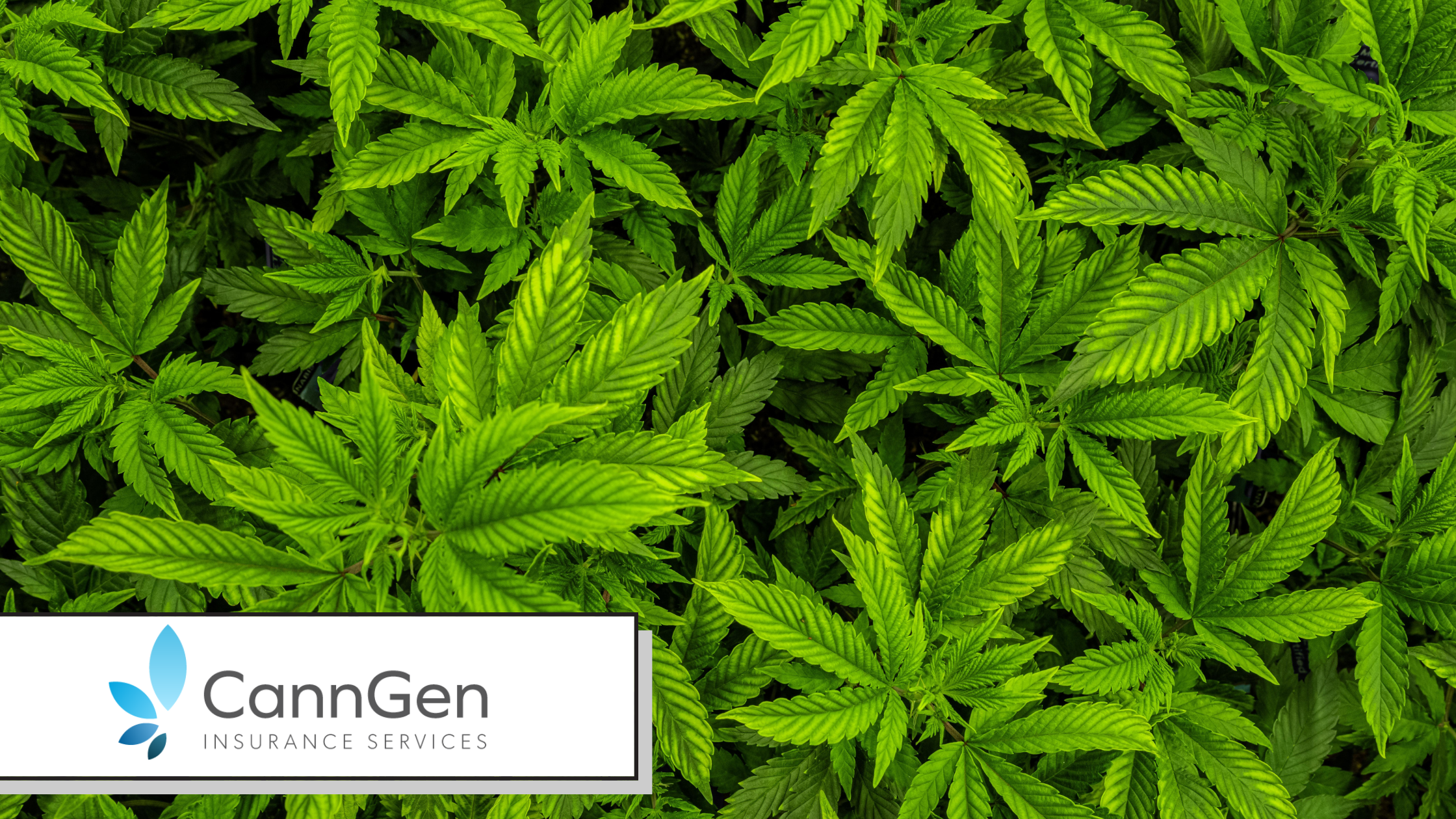 Cannabis Security Requirements and What They Do to Your Premium