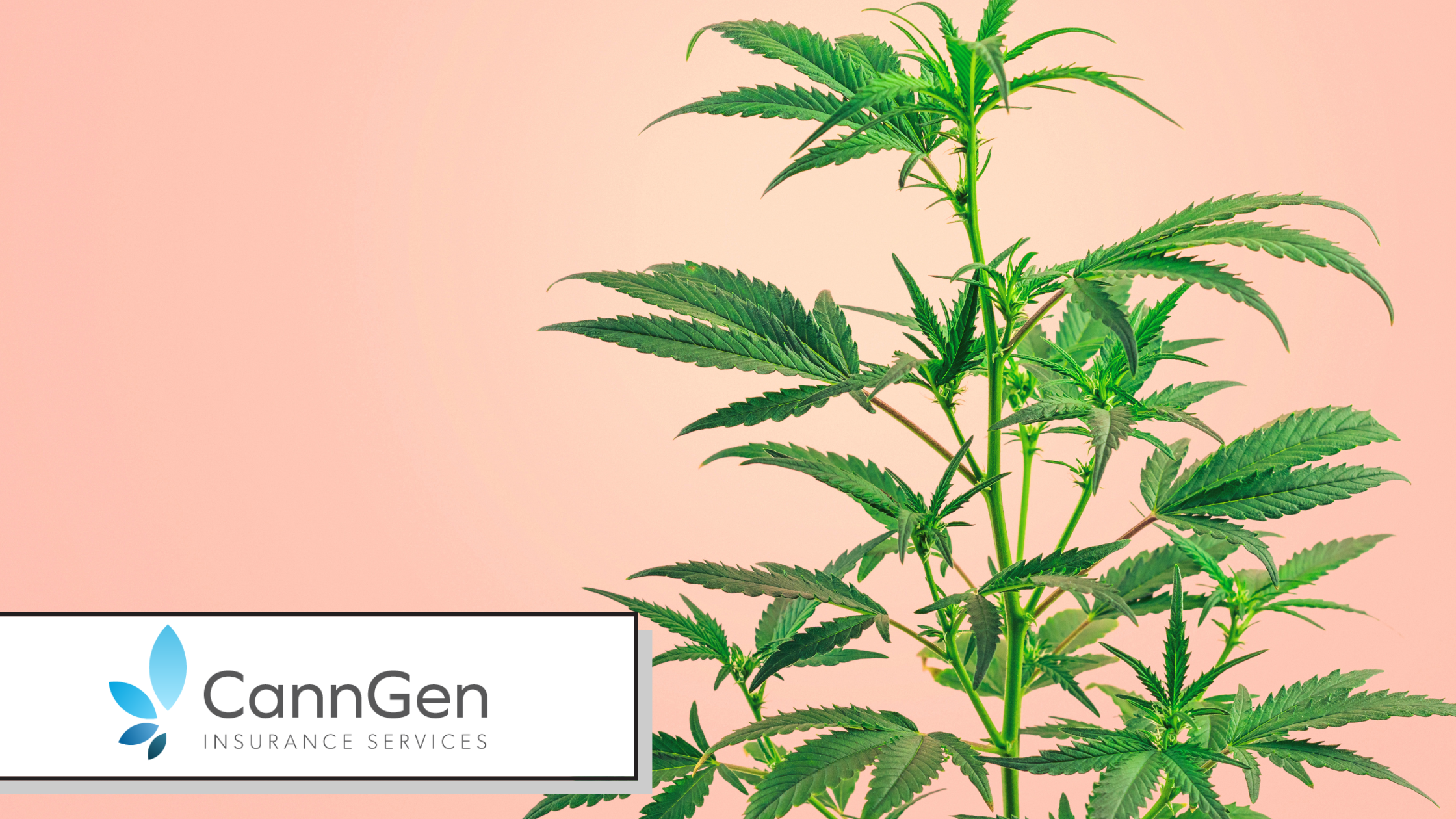 Cannabis License Types and the Insurance Each One Needs