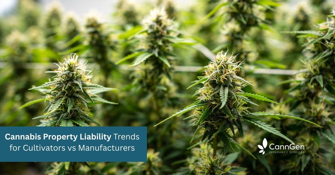 Cannabis Property Liability Trends for Cultivators vs Manufacturers