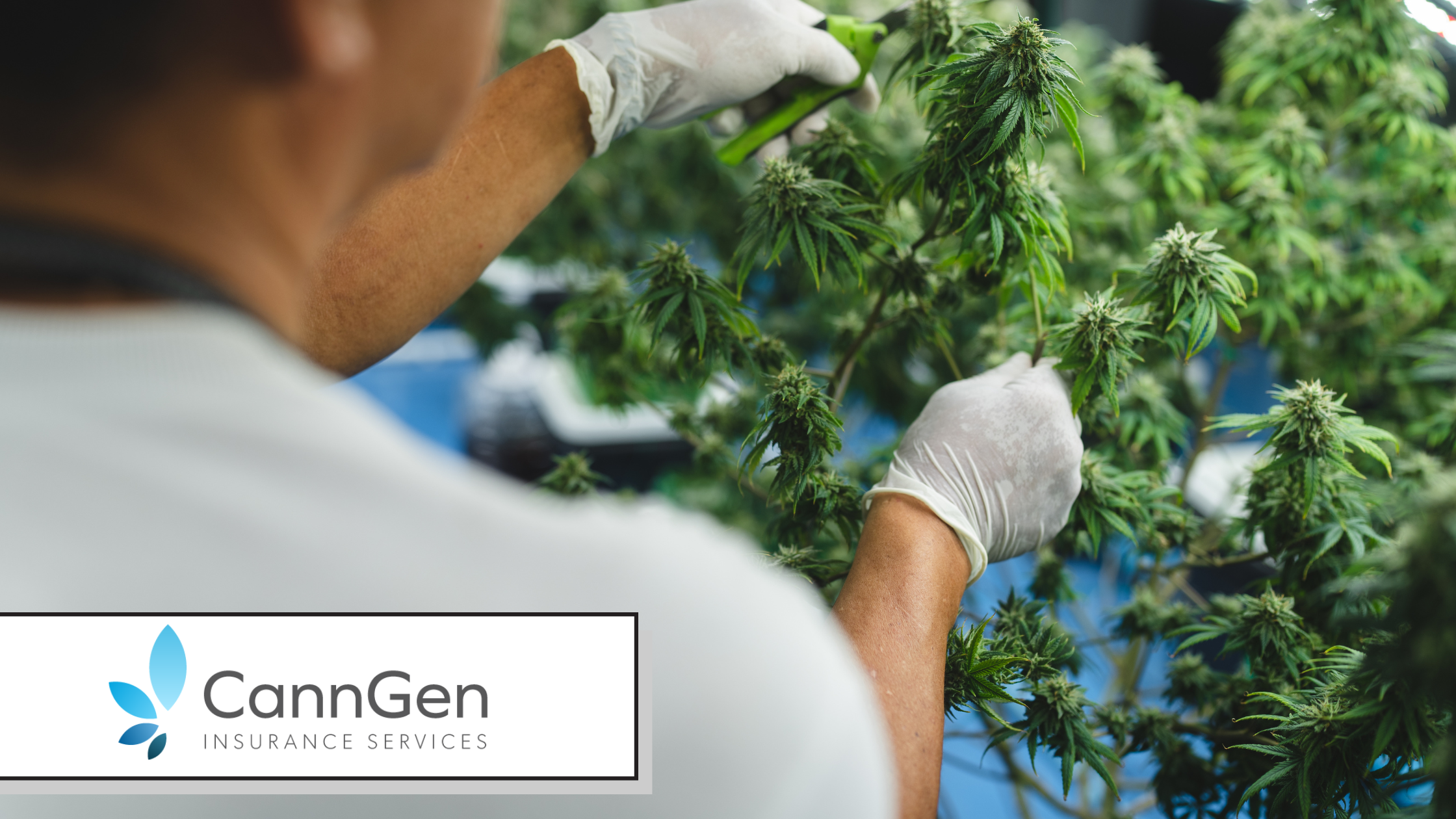 Cannabis Crop Insurance: What Indoor Growers Are Actually Covered For