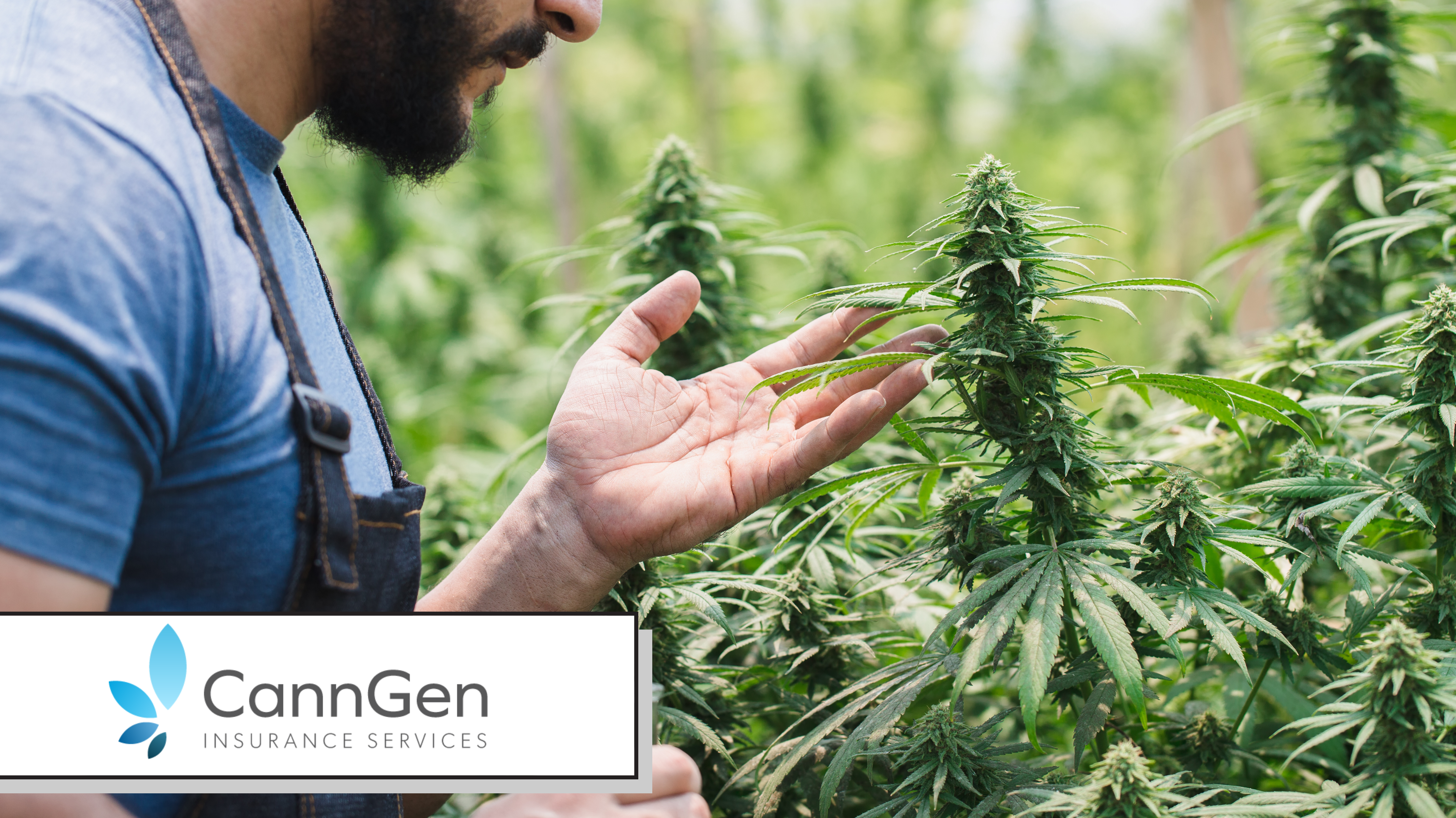 Cannabis Insurance by State: California, Massachusetts, Colorado and Michigan