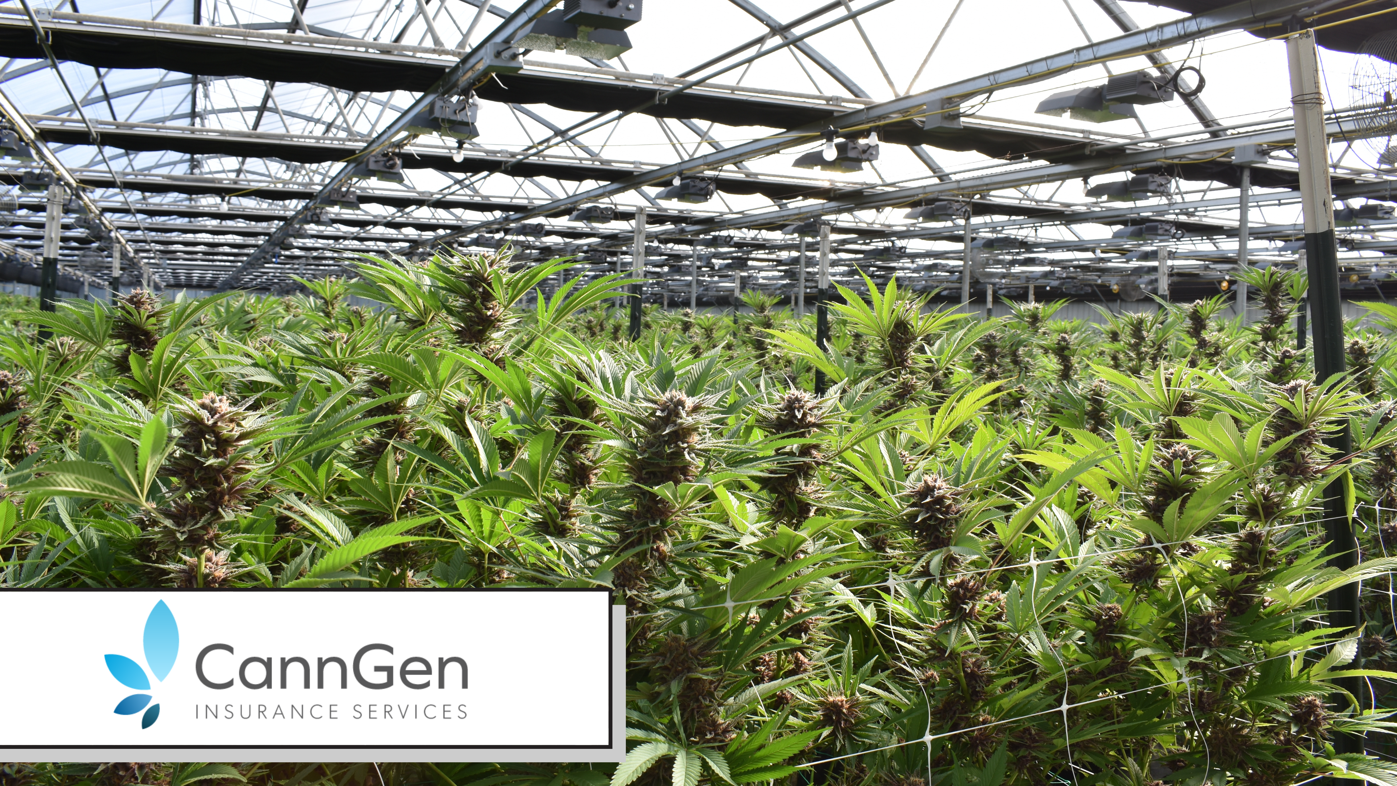 Cannabis Property Insurance: Grow Rooms, Warehouses and Extraction Facilities