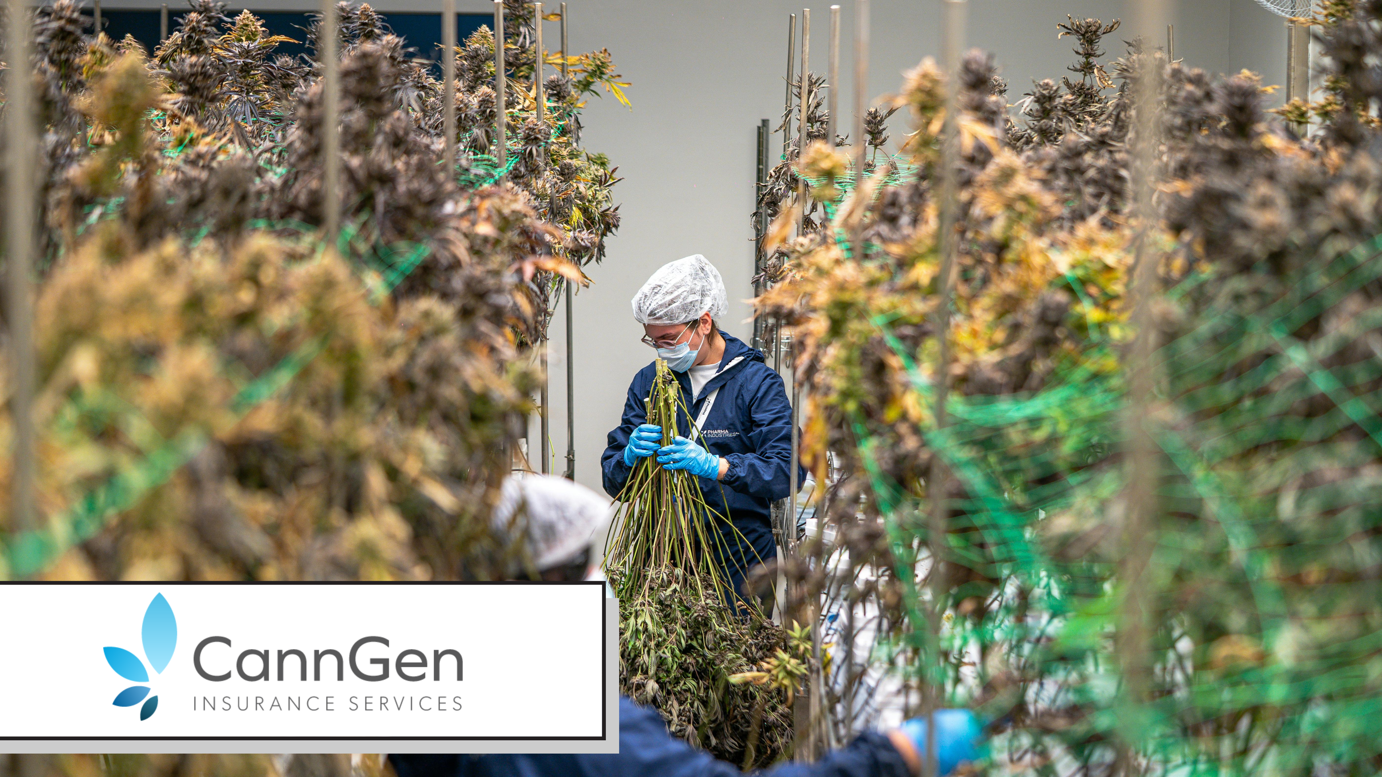 Cannabis Dispensary Insurance: What a Retailer Actually Needs