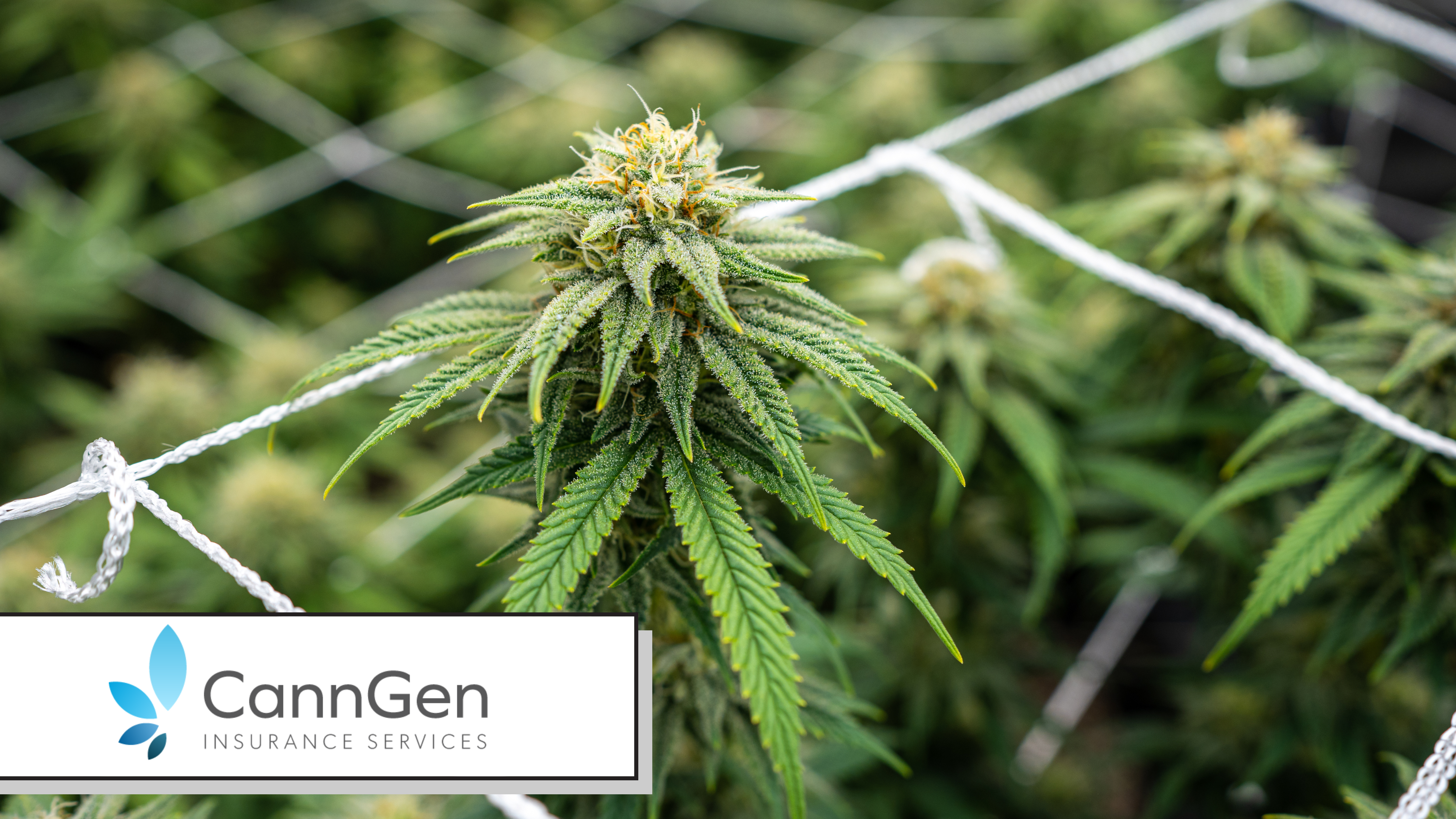How Much Does Cannabis Insurance Cost? What Drives the Price