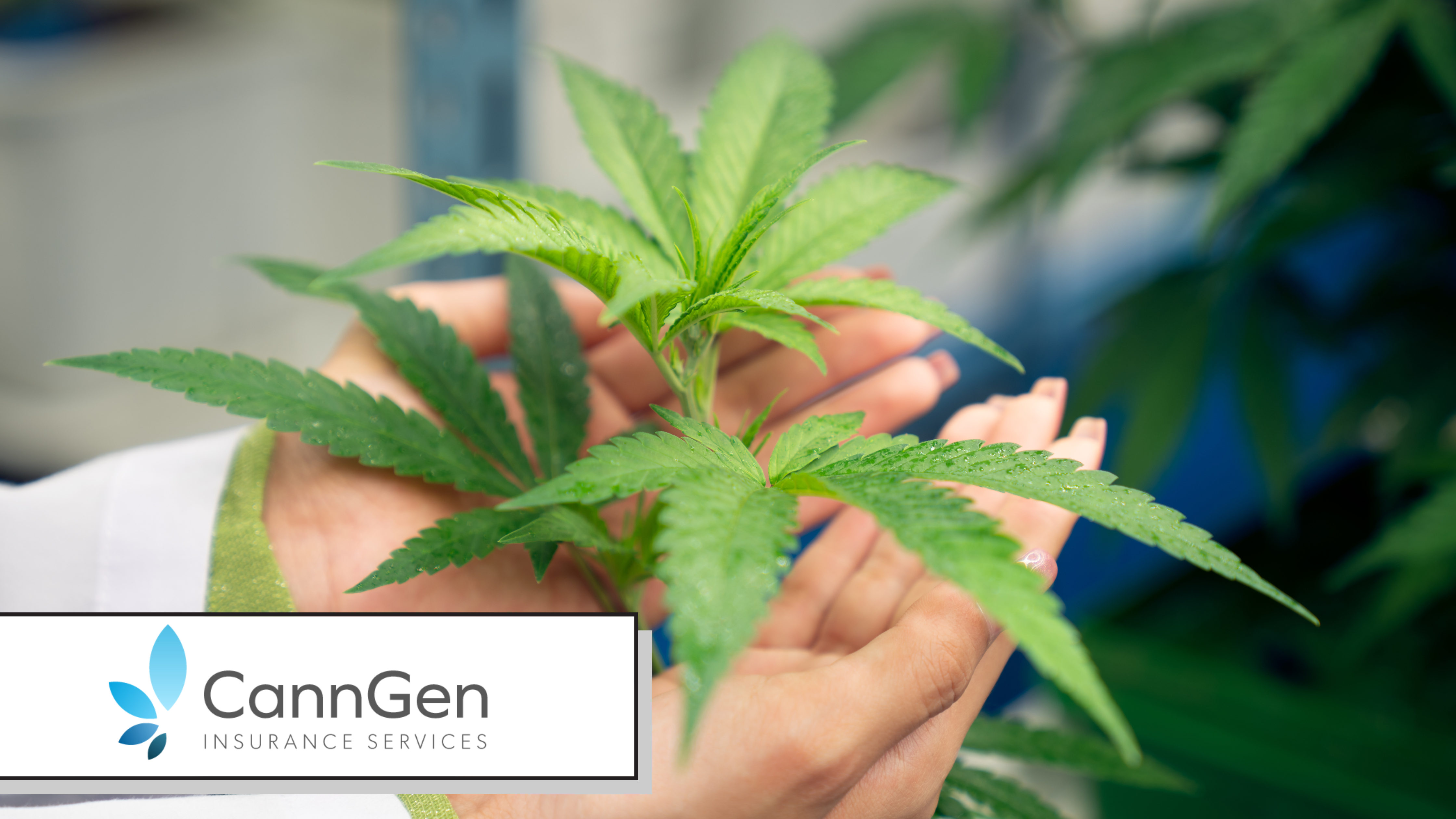 Cannabis Insurance Carriers, Brokers and MGUs: How Coverage Actually Gets Placed