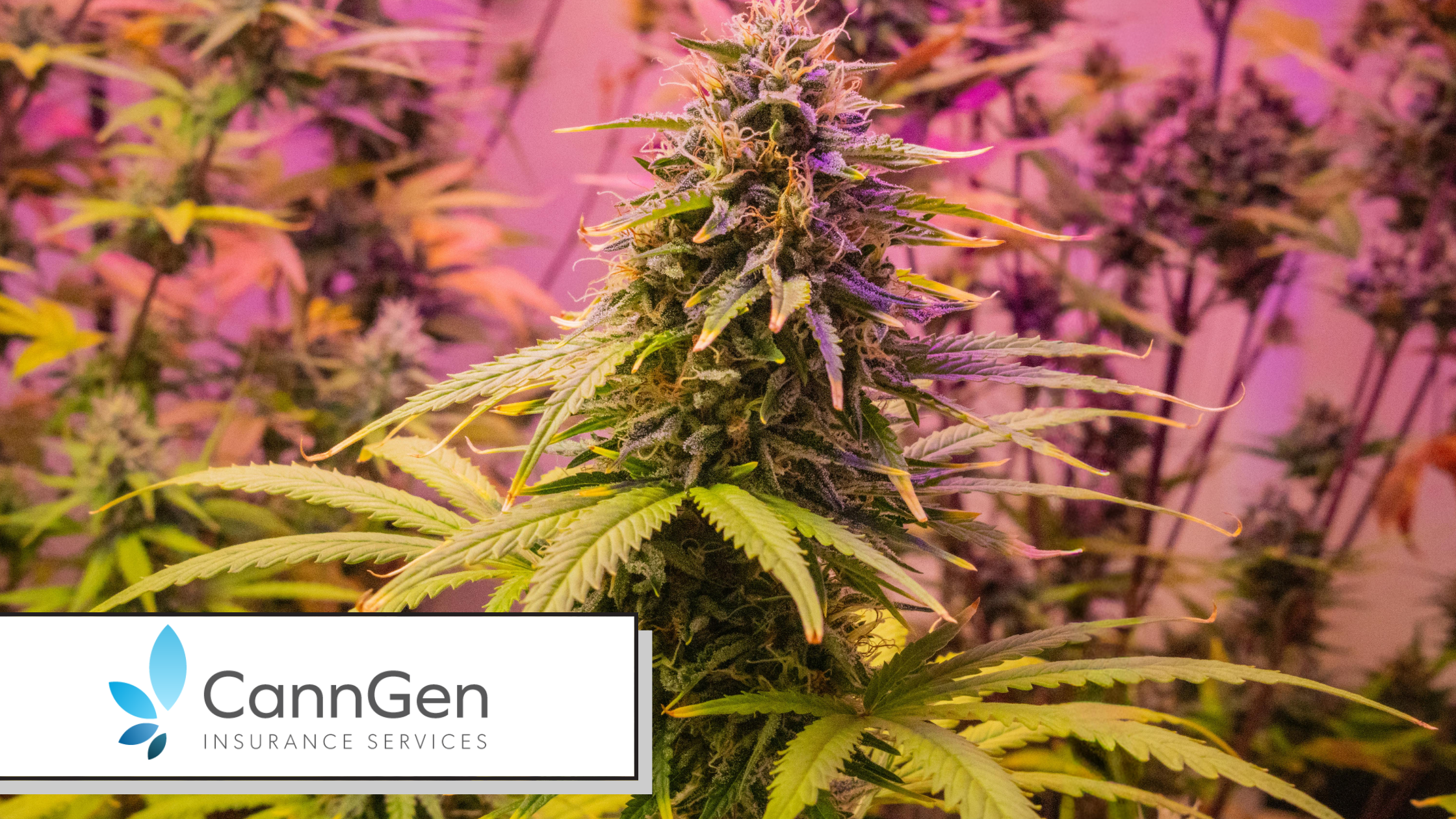 Marijuana Insurance: What Licensed Operators Actually Need to Buy