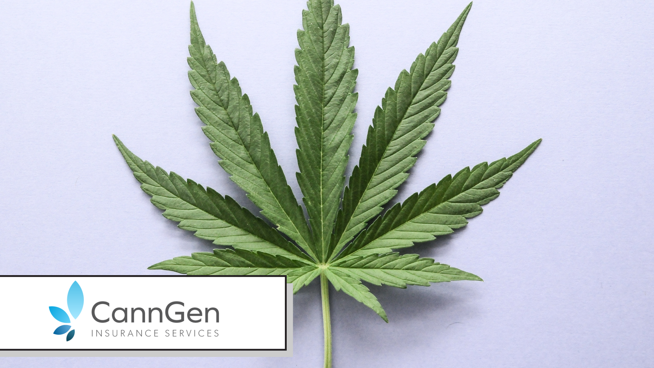 Ancillary Cannabis Business Insurance: You Do Not Touch the Plant, You Still Carry the Risk