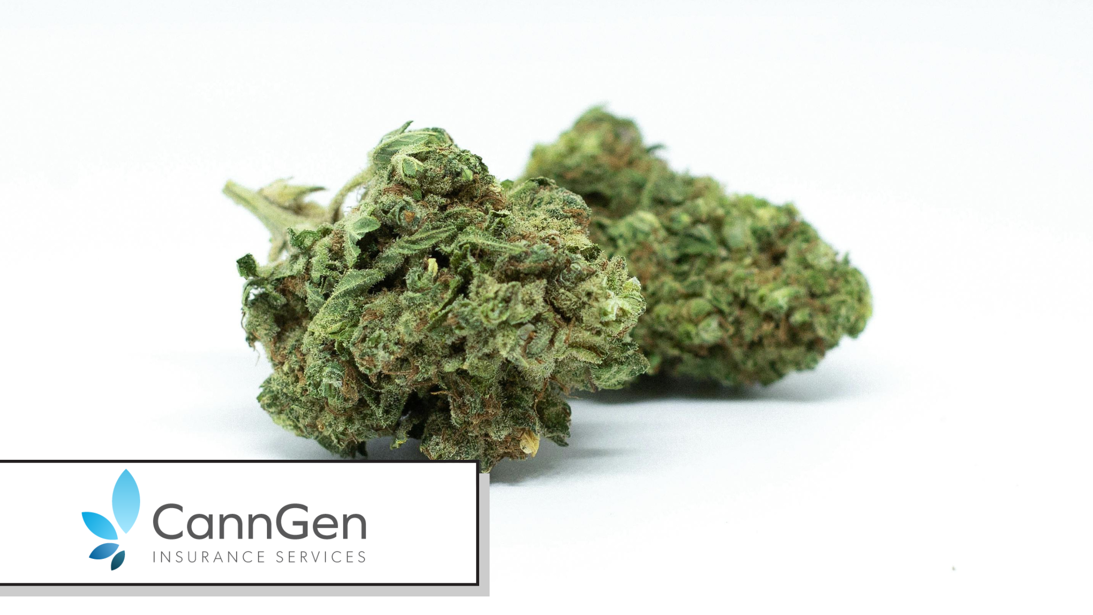 Commercial Auto for Cannabis Fleets That Do Not Deliver