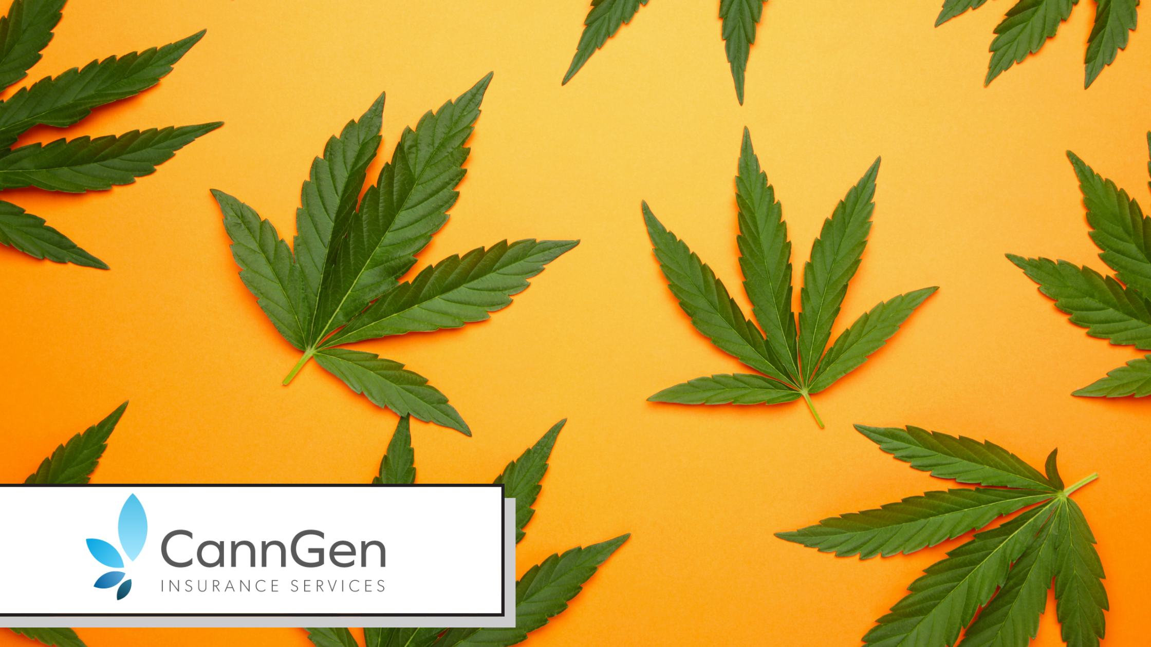 Cannabis Insurance by State: New York, Illinois, New Jersey and Nevada