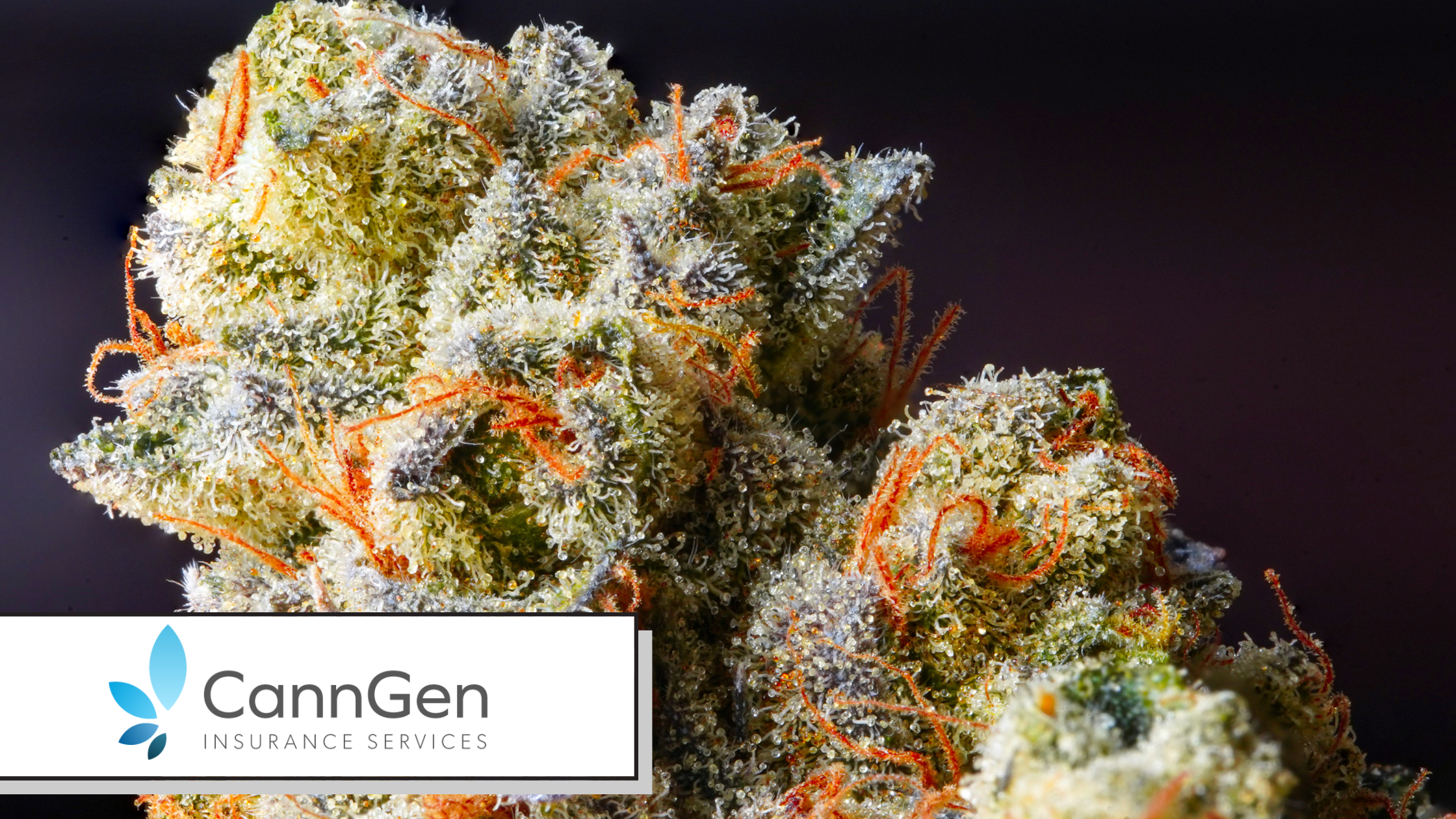 Cannabis Event Insurance: Covering Trade Shows, Pop-Ups and Consumption Events