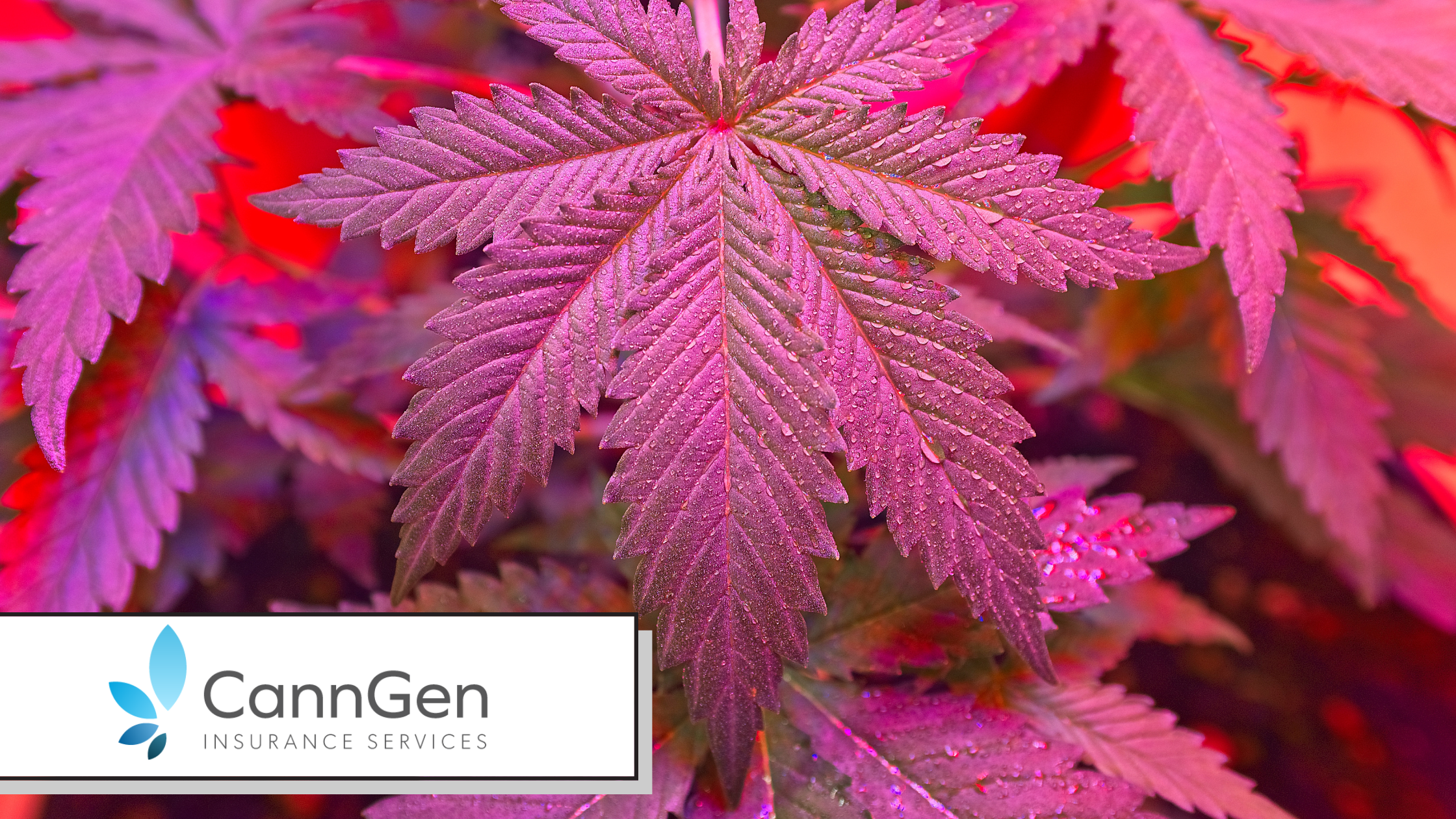 Cannabis Insurance Renewals: What to Prepare Before the Expiry Date