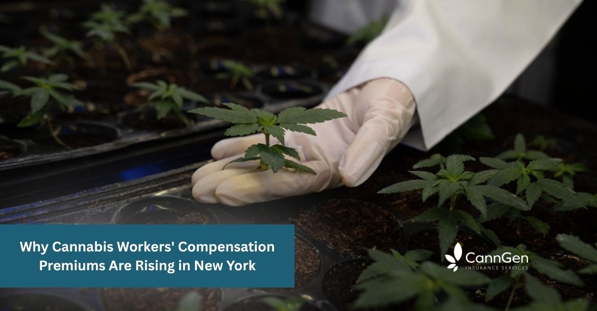 Why Cannabis Workers' Compensation Premiums Are Rising in New York