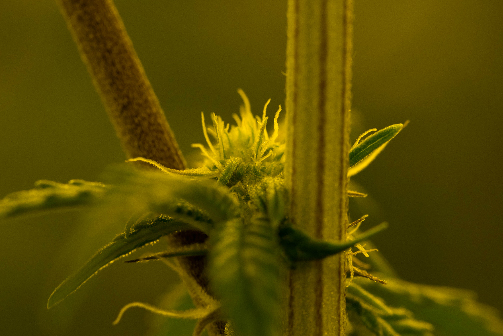 CannGen Cannabis Program: New Carrier Partner & Enhanced Coverage Offering