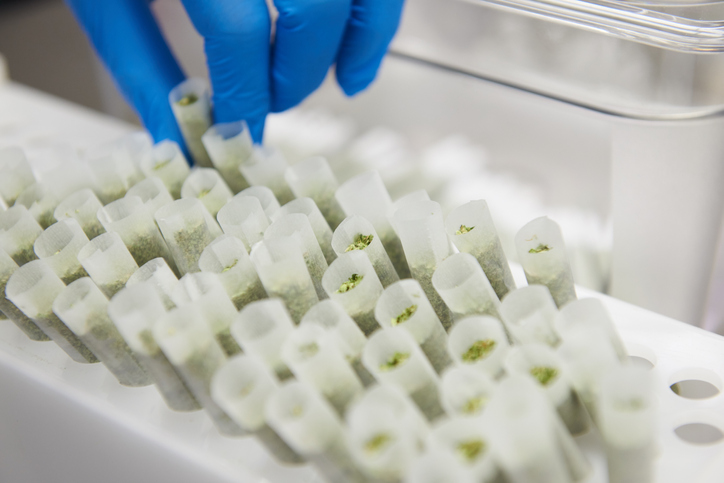 What Liability Do Cannabis Product Manufacturers Have?