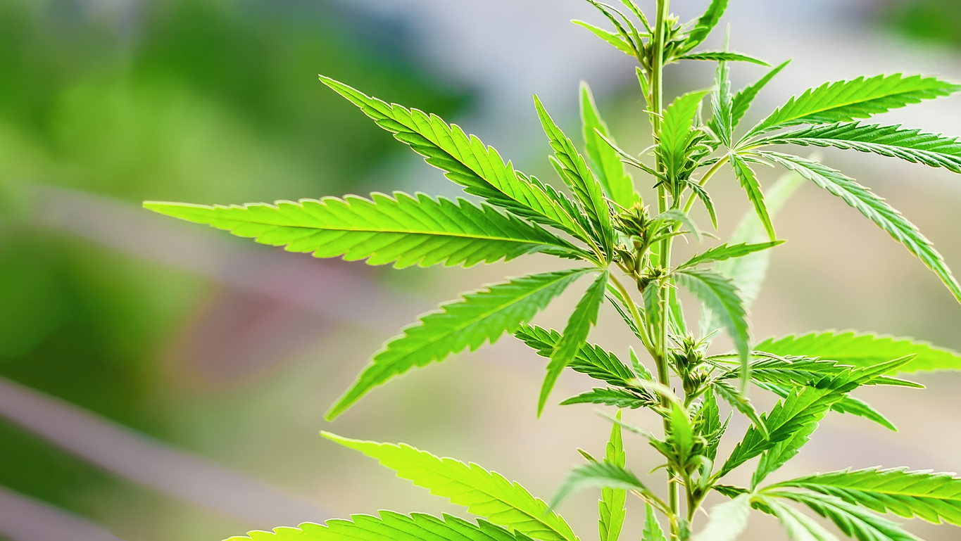 Which Cannabis Operators Need Which Insurance Coverages?