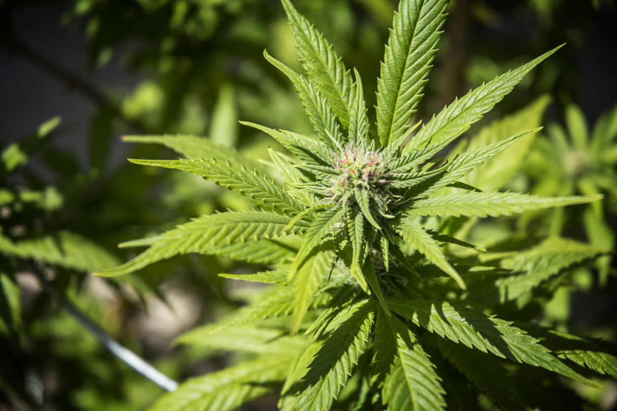 The Risk Exposures for Cannabis Industry in 2020