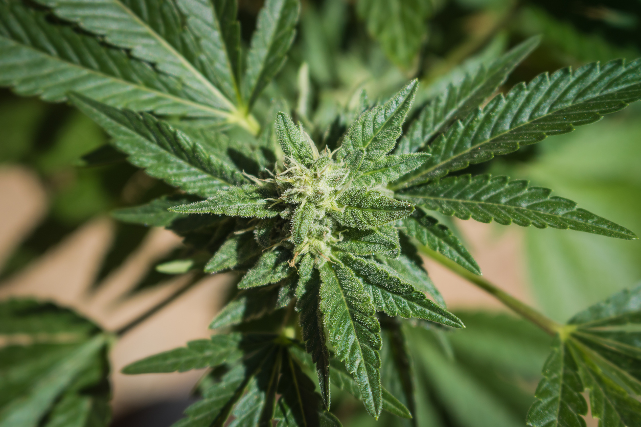 Key Insurance Coverages The Cannabis Industry Should Carry