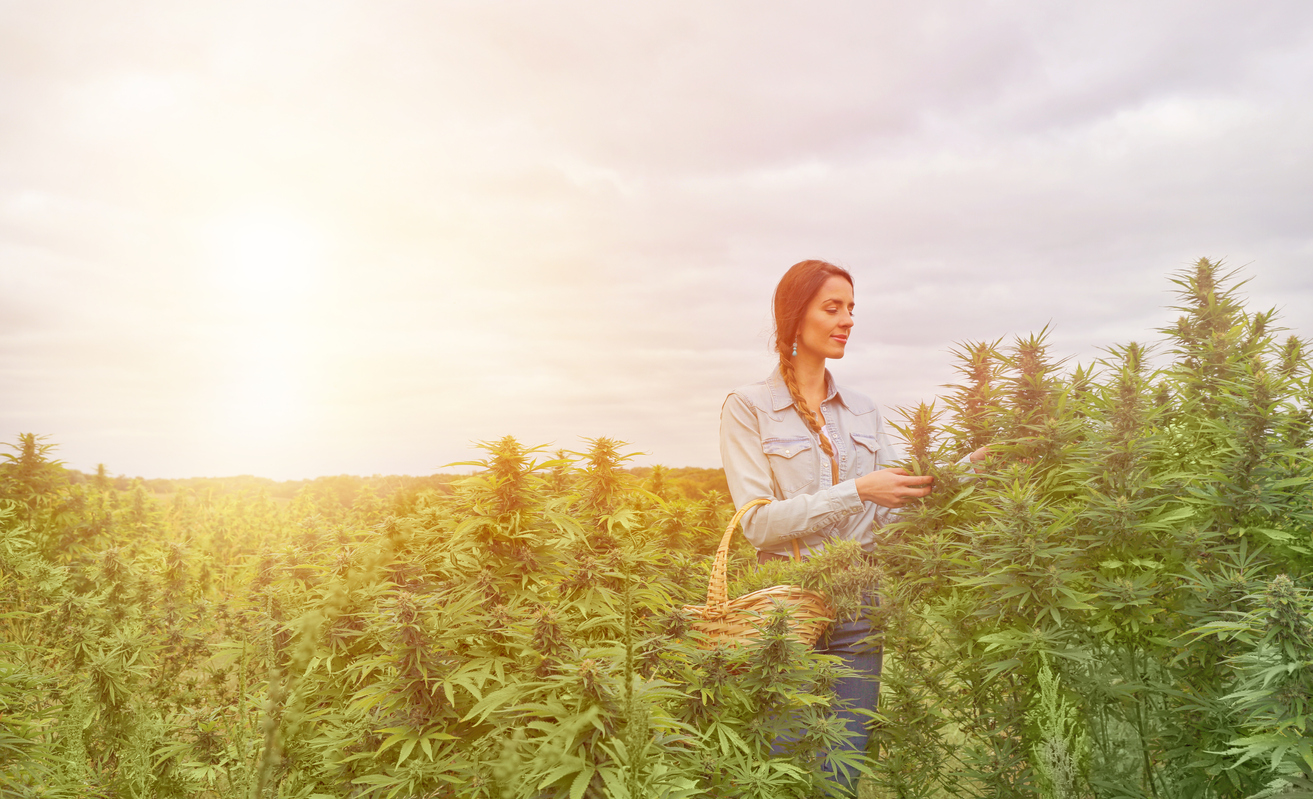What Could Go Wrong? What Cannabis & Hemp Companies Can Prepare For