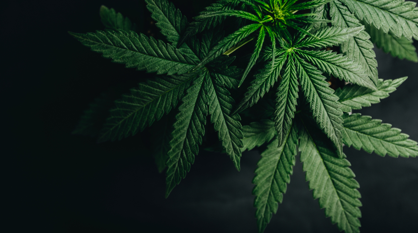 How Will COVID-19 Affect the Cannabis Industry?