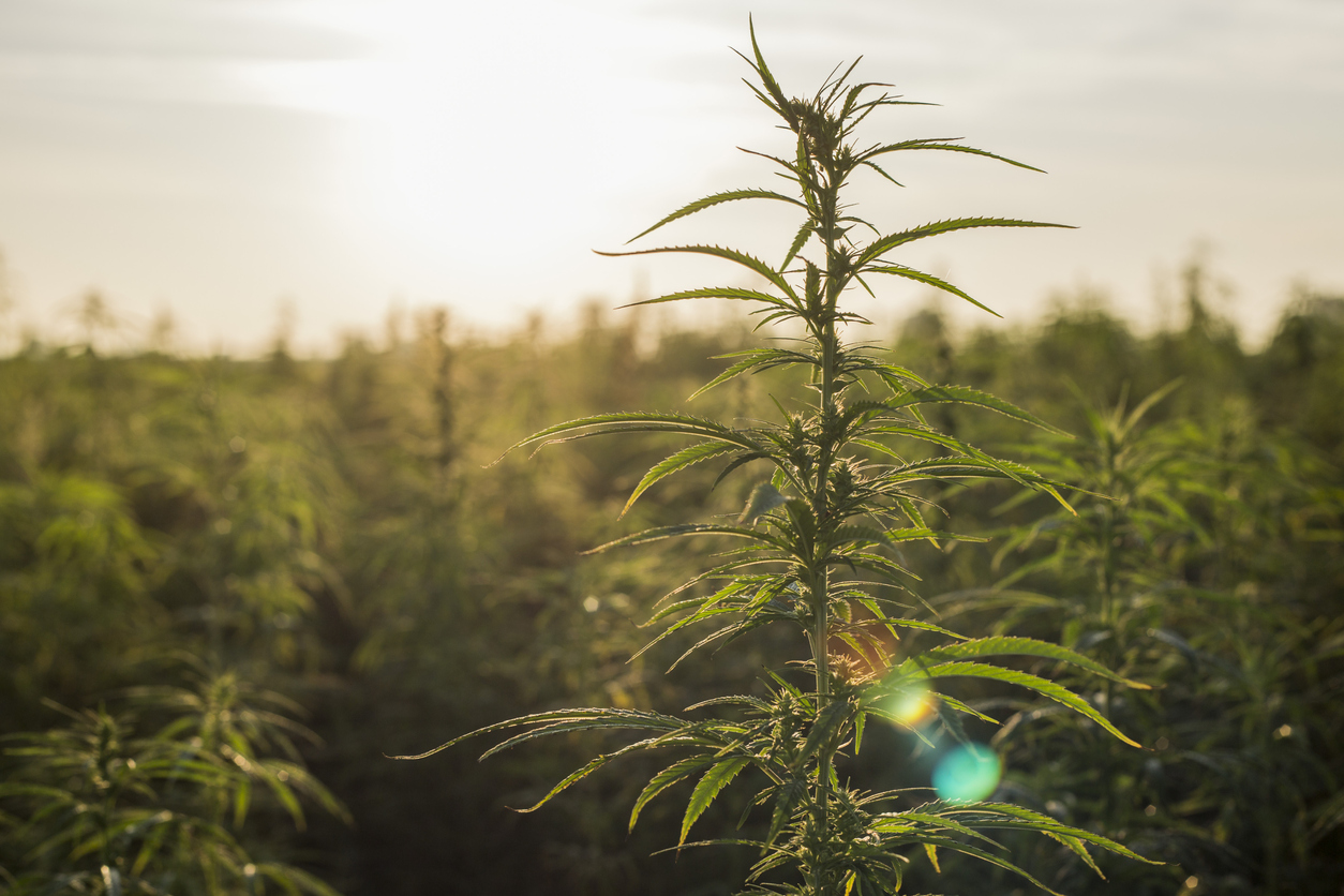 Cultivating Hemp Crops the Green Way