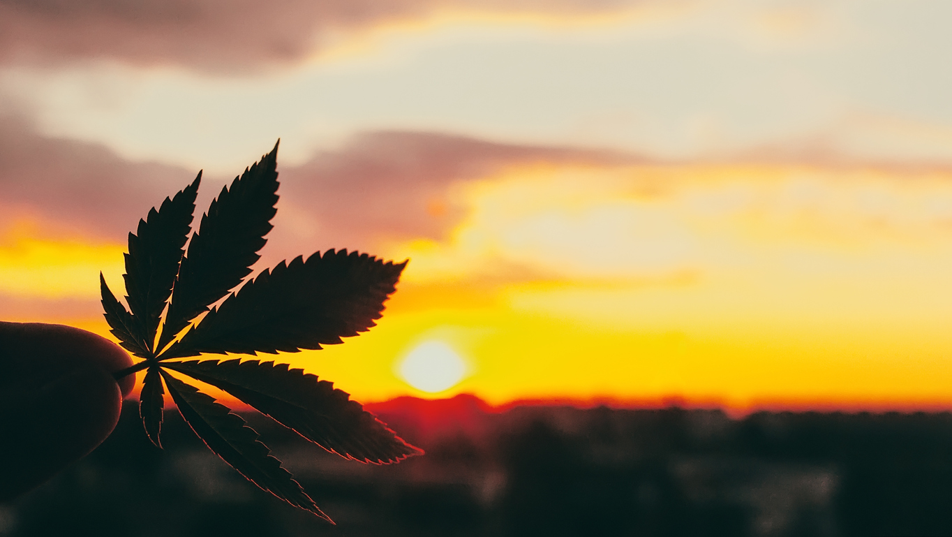 Cannabis & Hemp Marketing: Standing Out from the Crowd