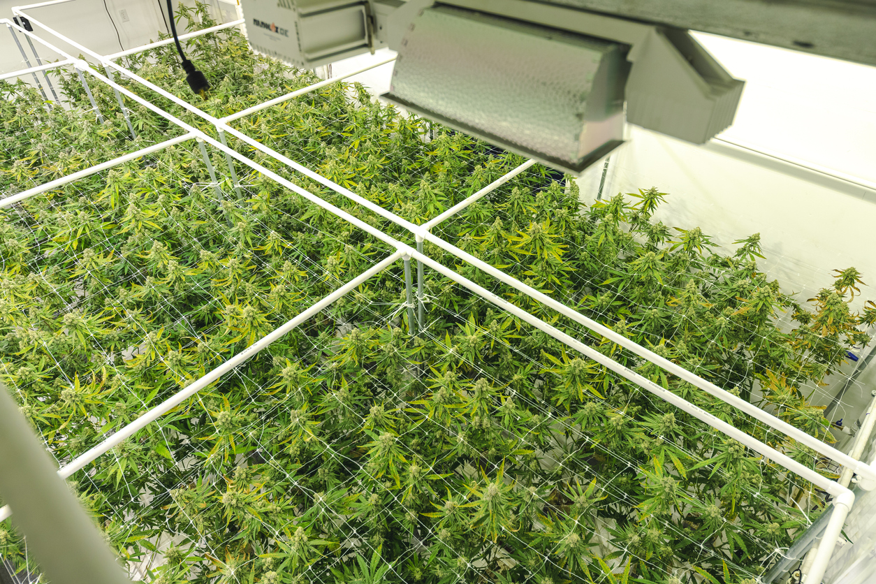 Cannabis Cultivation: Monitoring Nutrients in Plants