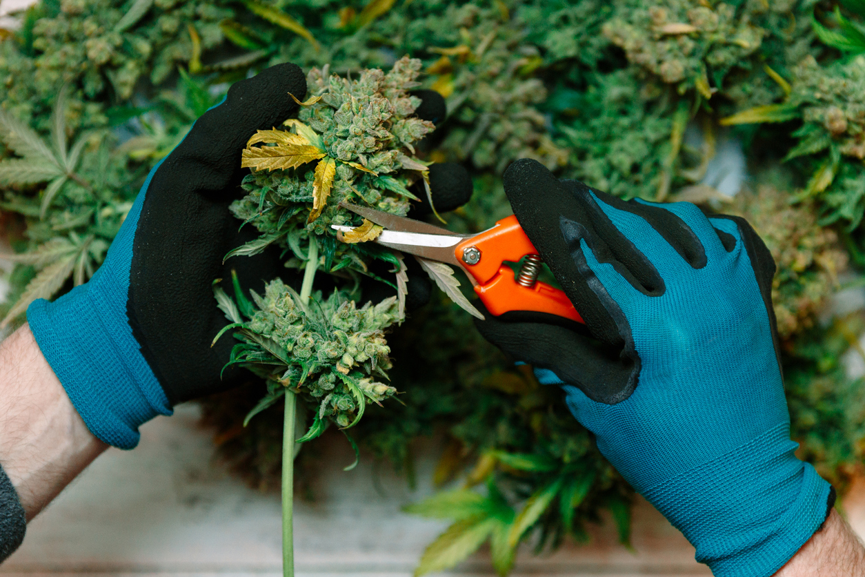 Ensuring Your Cannabis Harvest Runs Efficiently