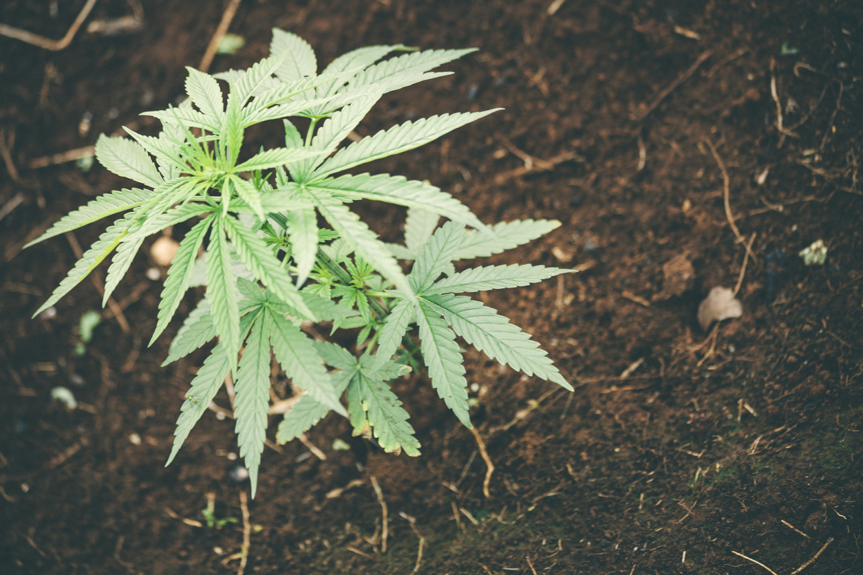 Is Your Cannabis Fertilizer Up to Par?