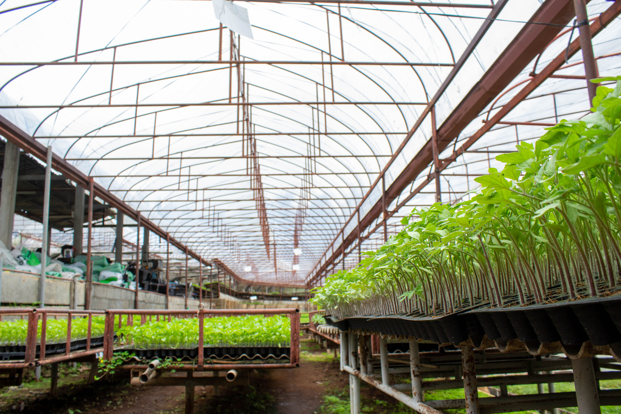 Does Light Deprivation Help Cannabis Grow?