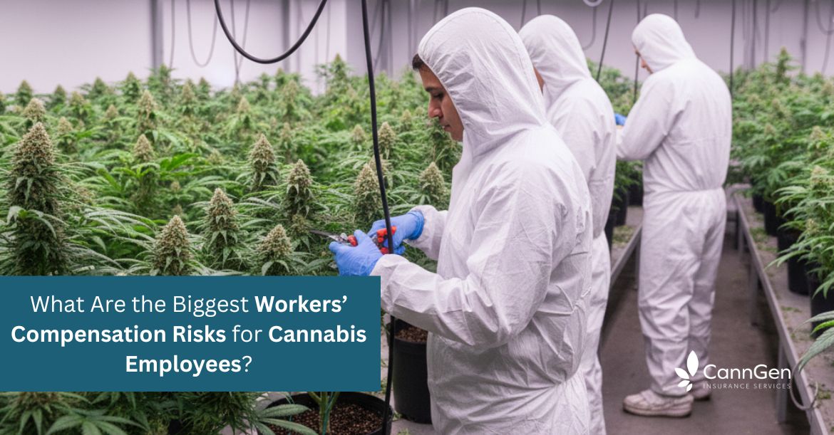 What Are the Biggest Workers’ Compensation Risks for Cannabis Employees?