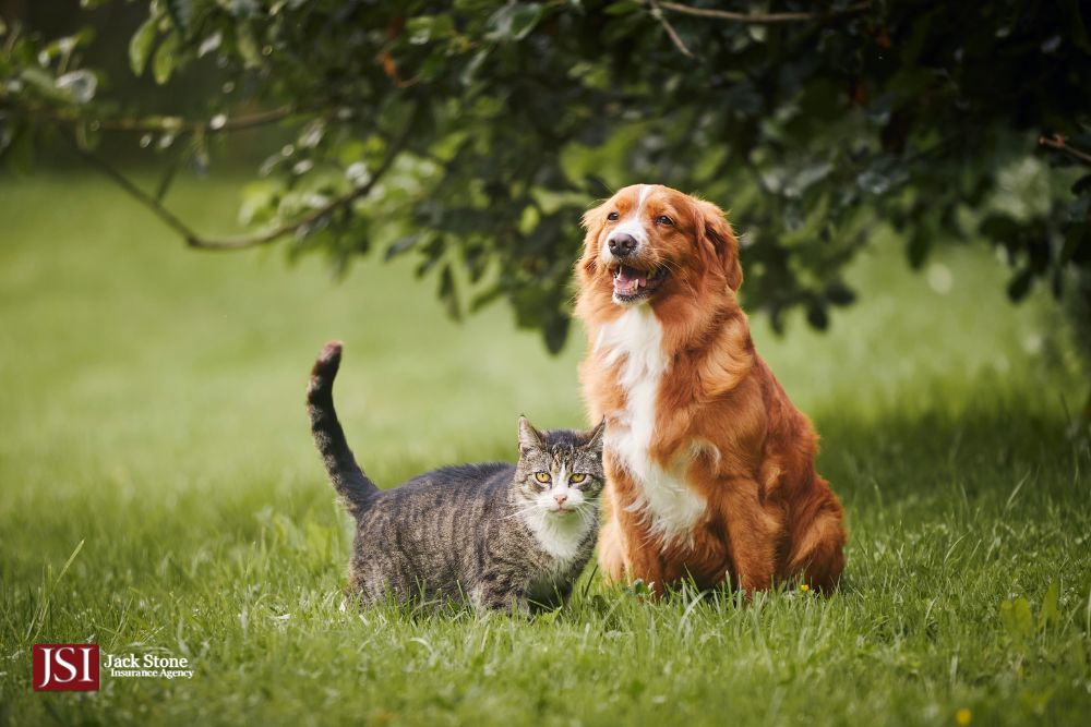 Does Pet Insurance Cover Hereditary Conditions in California?