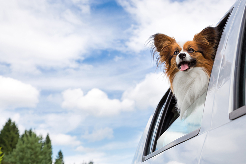 Safety Tips for Driving with Pets