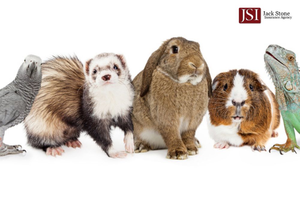 Exotic Pet Insurance: Key Facts Every Owner Should Know