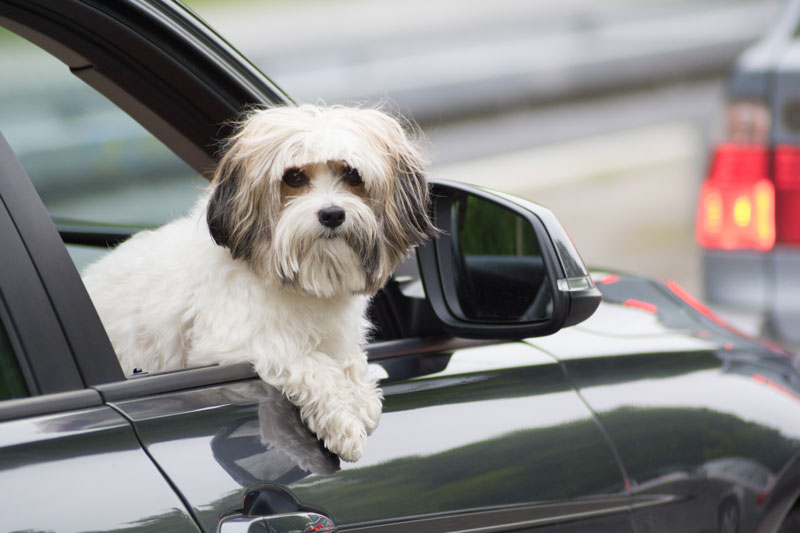 Tips to Keep Your Dog Safe While Driving