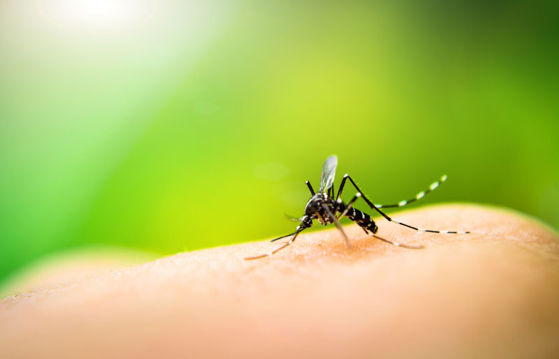 How to: Reduce Your Risk of Zika Virus This Summer