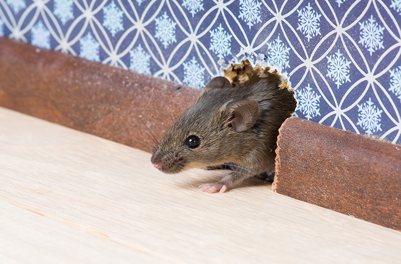 Tips for Pest-Proofing Your Home