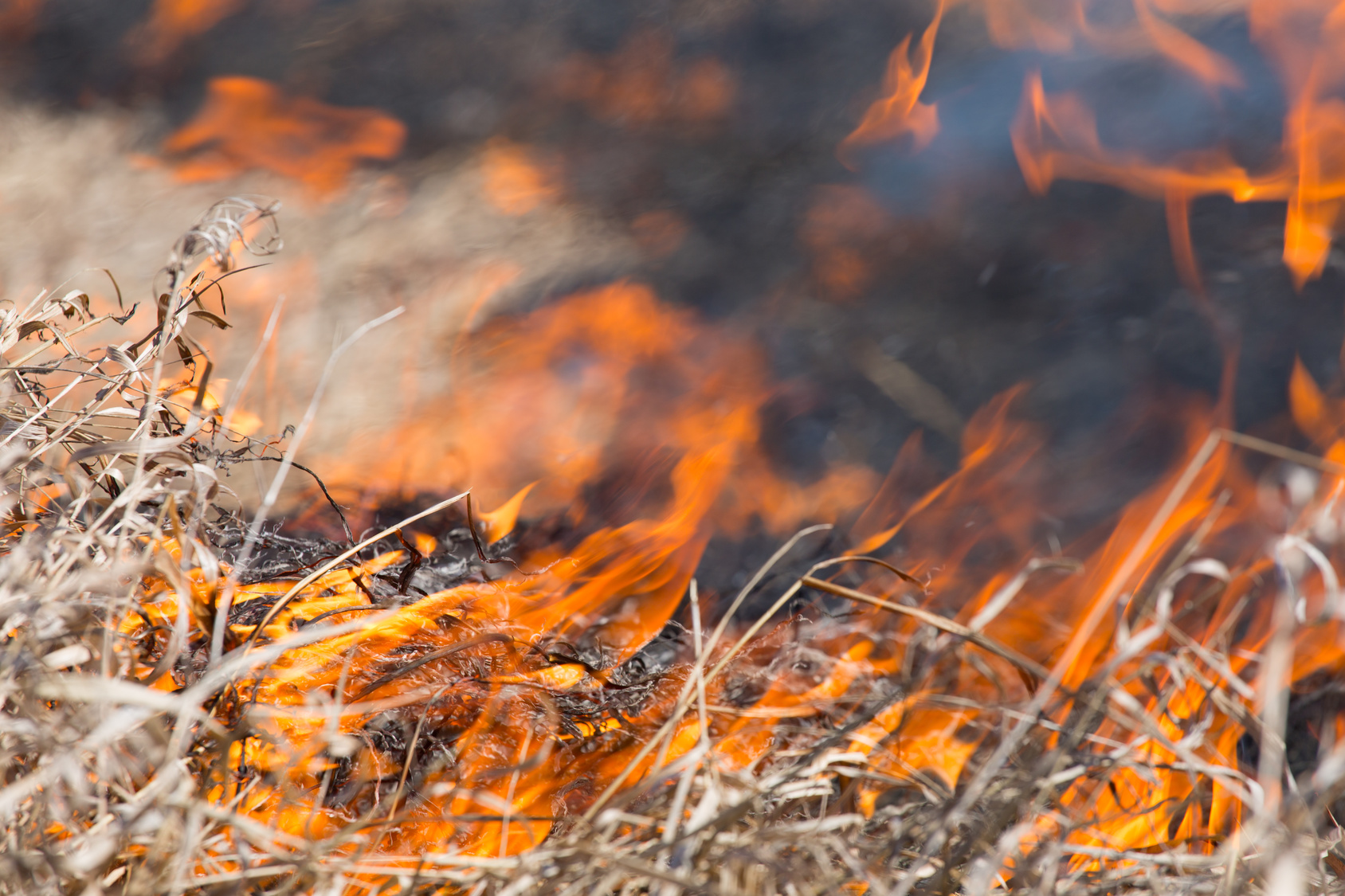 Protect Your House From A Wildfire With These Tips