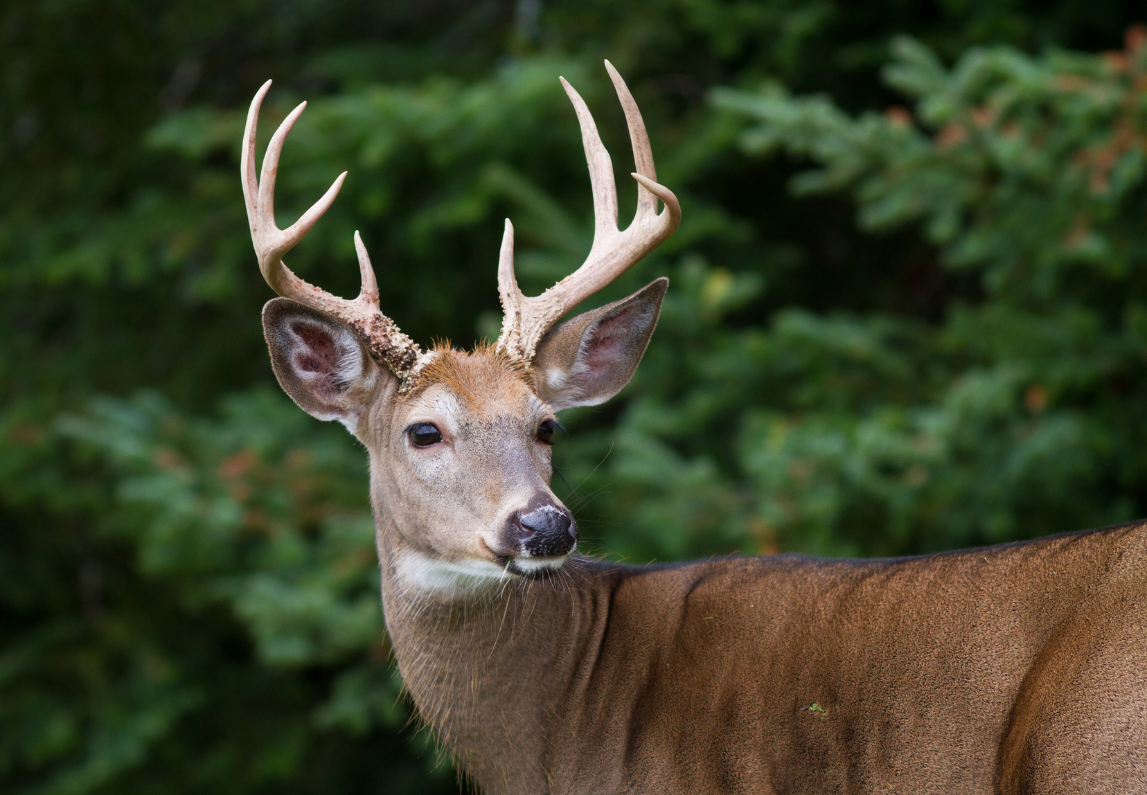 Avoid The Deer To Avoid An Auto Insurance Antioch, CA Claim