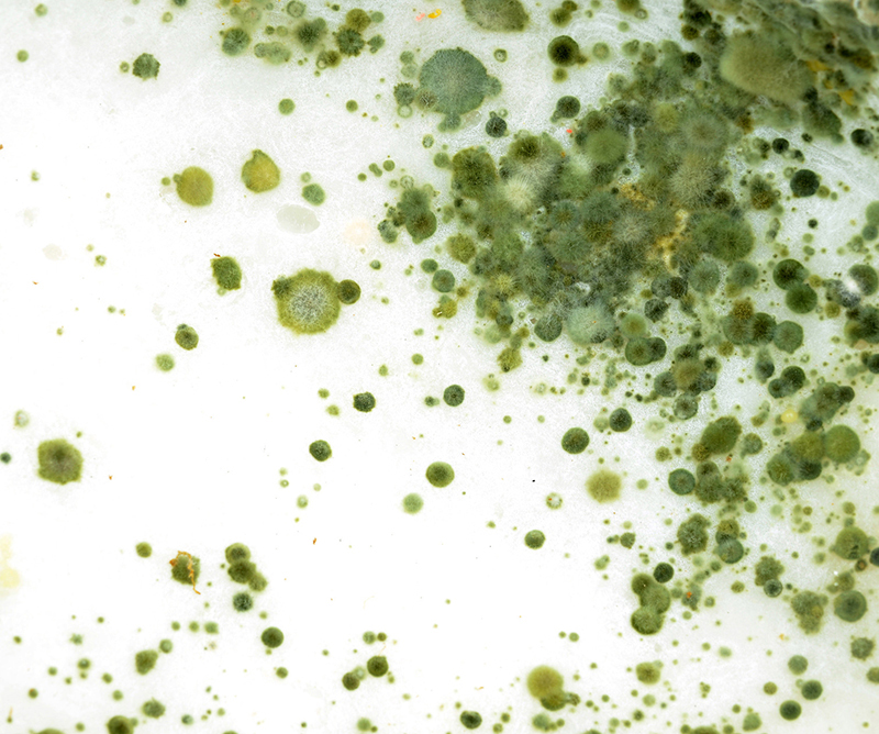 Should You be Worried About Your Home's Mold?