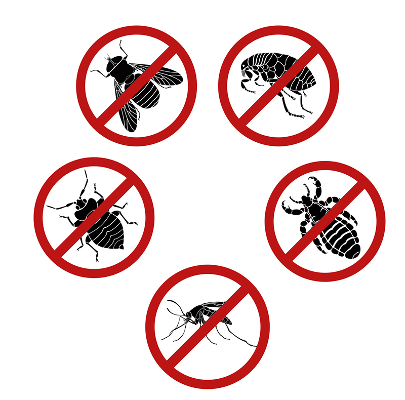 How to Get Rid of Pests in Your Home Naturally