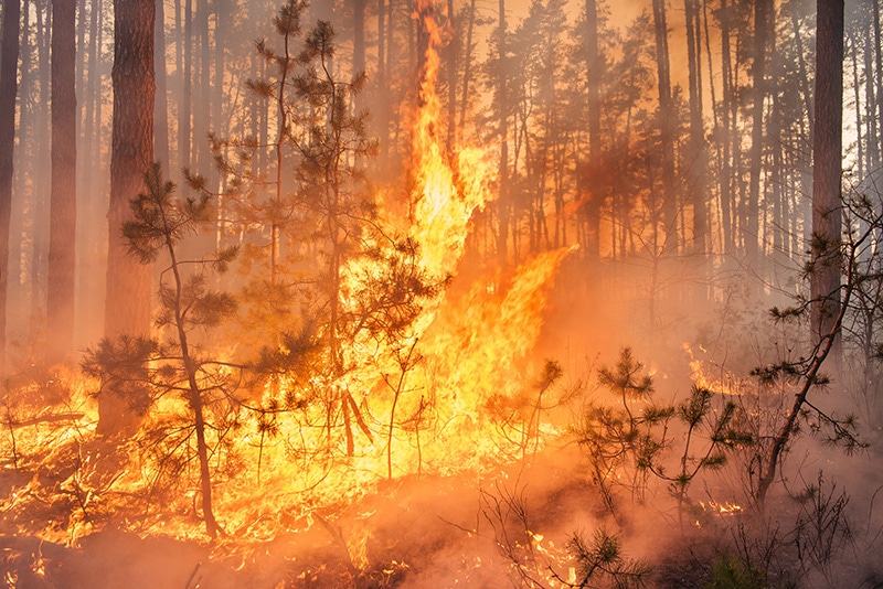 Steps to Protect Your Home From Wildfire Damage